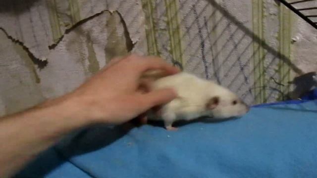 Как себя вести с кусачей крысой! Сёма первый раз на выгуле. (Fancy Rats | Декоративные Крысы) смотреть онлайн