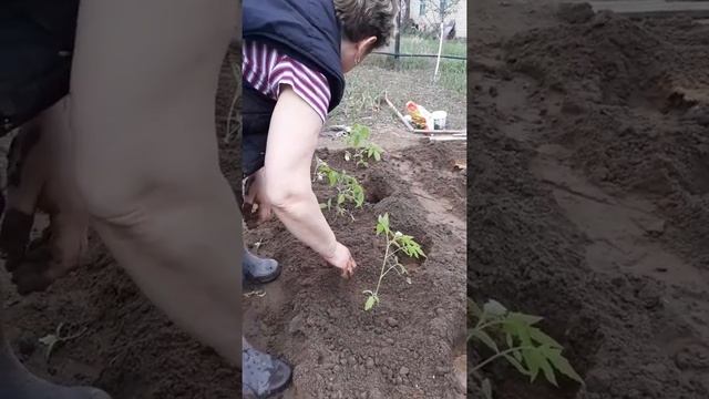 Высаживаю помидоры 2018.Удачная дача. смотреть онлайн