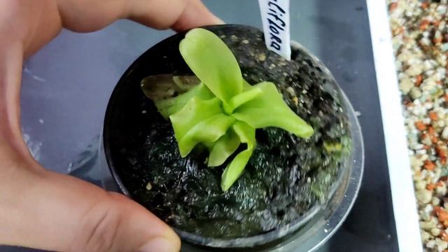 Распаковка Жирянки "Primuliflora Rose". Пересадка. смотреть онлайн