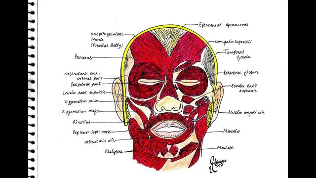 Fascial Muscles | #sketch #drawing #education #medical #mbbs #art #unique #talent #viral #fact смотреть онлайн