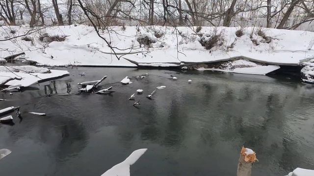 Река Северка - разведка в Феврале смотреть онлайн