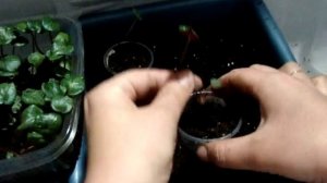 ЦИКЛАМЕН(Cyclamen). Пикировка из общей теплички.