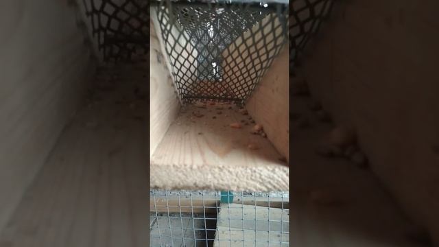 Живоловушка из досок и сетки, упрощенный вариант. смотреть онлайн