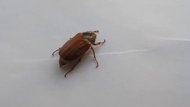 Травневий хрущ прокинувся в кінці Лютого смотреть онлайн