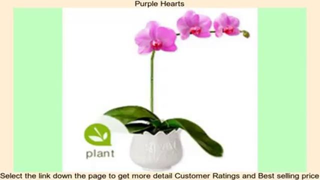 Purple Hearts смотреть онлайн