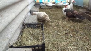 ИНДОУТКИ ЗАНЕСЛИСЬ!!!Яйцекладка мускусных уток.Начали нести яйца.Первое яйцо в 2020 году