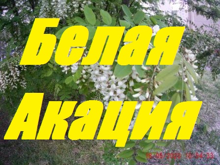 Ура!!!!Белая акация 2020 даёт!!! смотреть онлайн