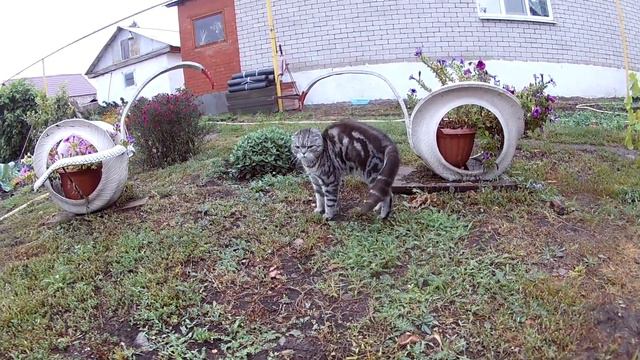 Собака ела из тарелки кота, реакция кота, кот и собака. смотреть онлайн