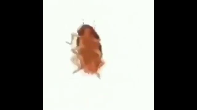 Dancing Cockroach 1 Hours