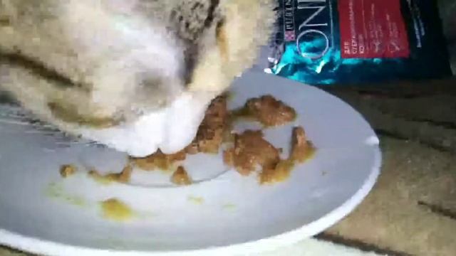 Пробуем Purina ONE новинка смотреть онлайн