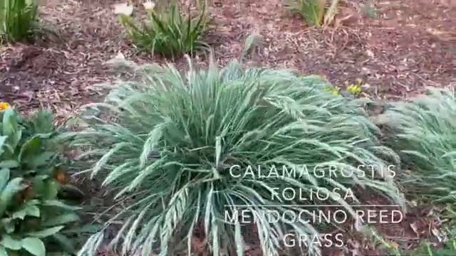 Carol Hardesty's Garden смотреть онлайн