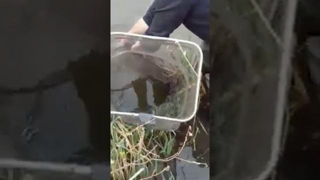 пруд Сухой 2 Пензенская обл 4 смотреть онлайн