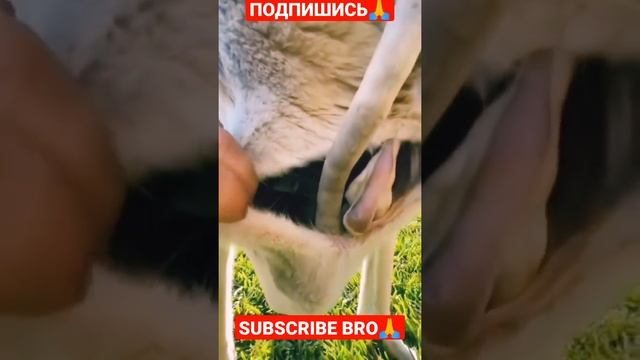 МАЛЫШ КЕНГУРУ В СУМКЕ?|SUBSCRIBE BRO?ПОДПИШИСЬ#shorts смотреть онлайн