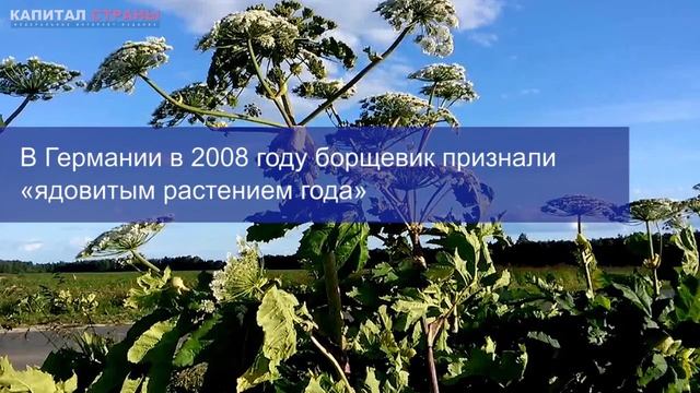 Борщевик с Кавказа захватил Россию и вызвал в Европе панику смотреть онлайн