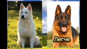 Немецкая овчарка против Белой Швейцарской овчарки//Кто сильнее?