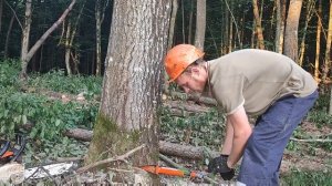 Валка дерева с небольшим наклонам Штиль в дере как всегда