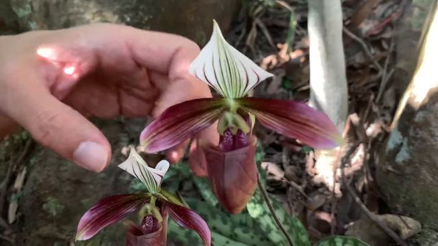 Cross Pollination Of Paph. Purpuratum In Hong Kong Habitat11/2021