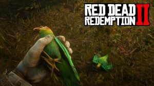 Каролинские попугаи (Karolina Parakeet) | Секретная миссия в Red Dead Redemption 2