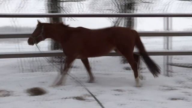 Продажа коней в Барсучке. Хопер смотреть онлайн