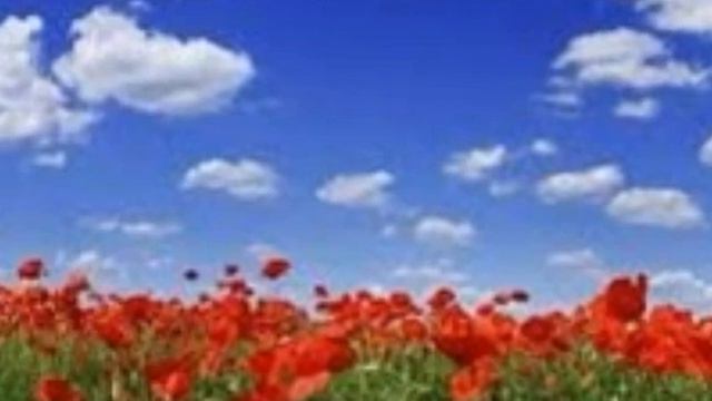 Птица Олег Винник смотреть онлайн