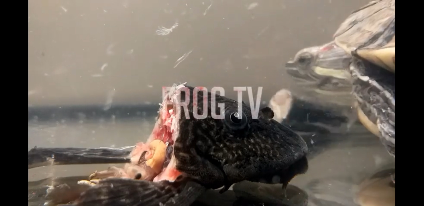 ( Внимание Живое Кормление ) имитация охоты в дикой природе / взрослая черепаха против речного сома смотреть онлайн