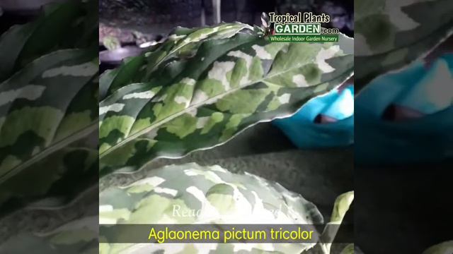 Aglaonema pictum tricolor ready wholesale and retail at tropicalplantsgarden.com смотреть онлайн