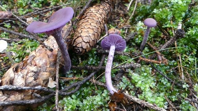 Laccaria amethystina Cooke čes. lakovka ametystová смотреть онлайн