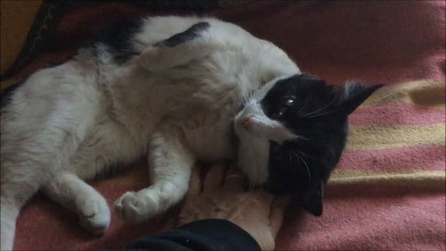 День Кошек 2022 смотреть онлайн