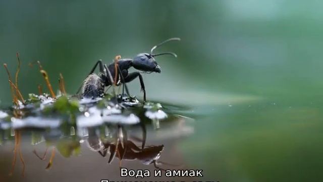 Нашатырный спирт от муравьев смотреть онлайн