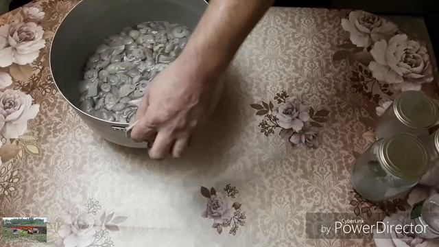 #Грибы синии ножки заготовка на зиму смотреть онлайн