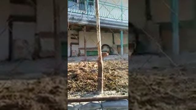 Гергебильская порода кур - Ундуч! смотреть онлайн