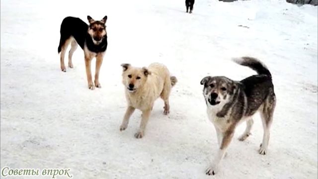 ➤ 10 советов, как защититься от собак на пробежке ➤ ЗАЩИТА ОТ НАПАДЕНИЯ СОБАКИ ➤ Безопасность смотреть онлайн