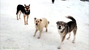 ➤ 10 советов, как защититься от собак на пробежке ➤ ЗАЩИТА ОТ НАПАДЕНИЯ СОБАКИ ➤ Безопасность