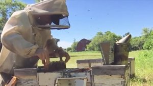 5 Пятирамочные отводки на промышленной пасеке  Формирование стартера в июле Иан Степплер, Канада