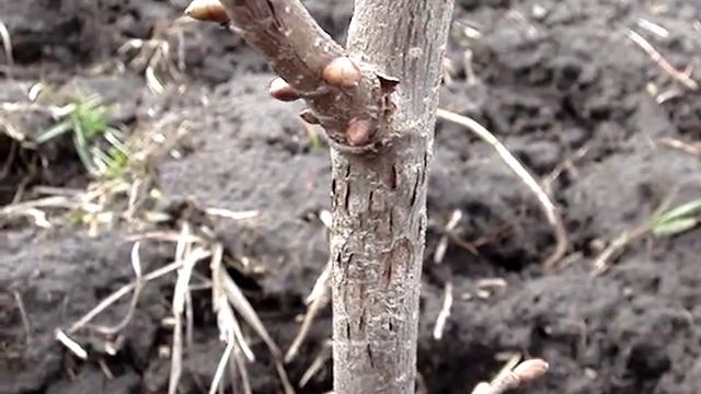 Вредители фундука: цикада, майский жук смотреть онлайн