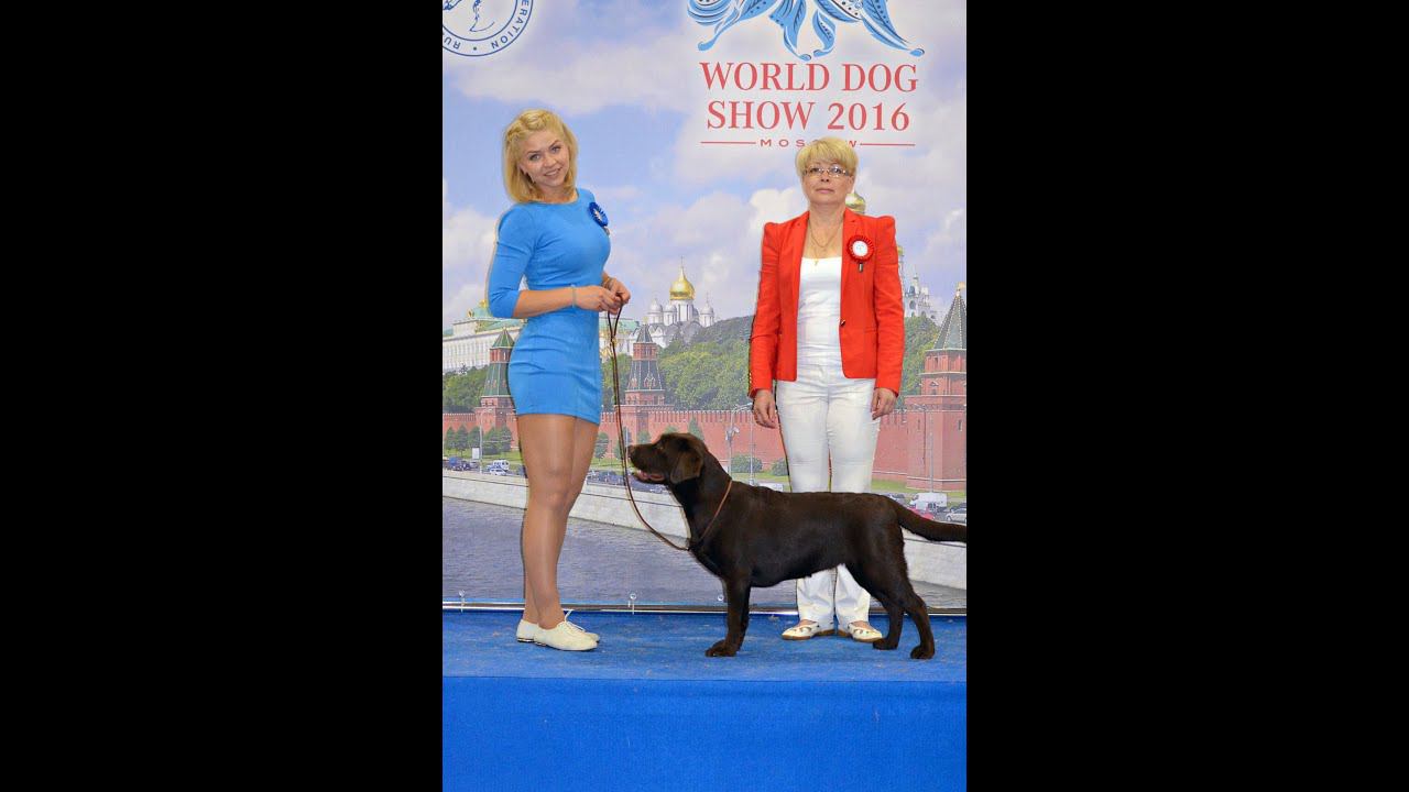 World Dog Show 2016 смотреть онлайн