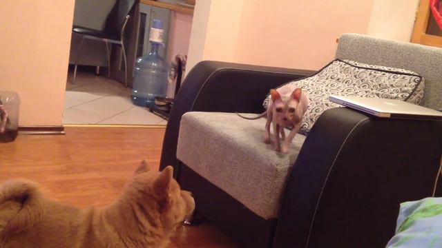 чау чау и сфинкс смотреть онлайн