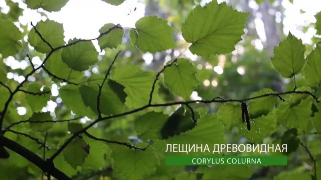 Лещина древовидная I Corylus colurna смотреть онлайн
