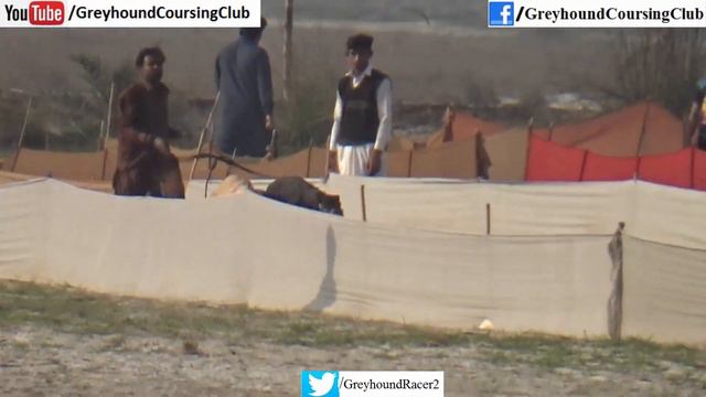 Greyhound coursing videos 2021 | Dog vs rabbit race | Greyhound dog racing смотреть онлайн