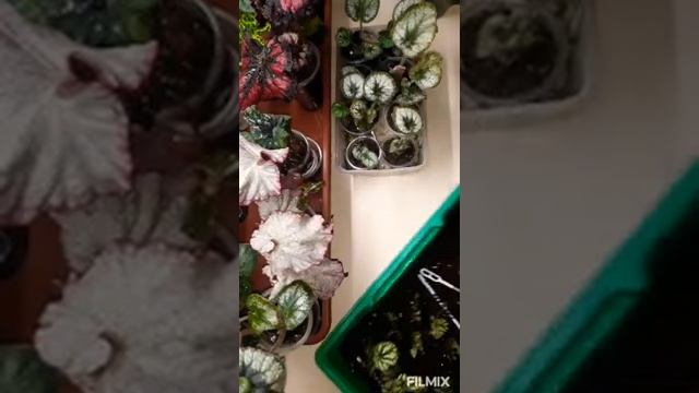 Результат укоренения бегоний, (не 100%, к сожалению) смотреть онлайн