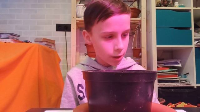 Посадил пшеницу дома!!! -россок смотреть онлайн