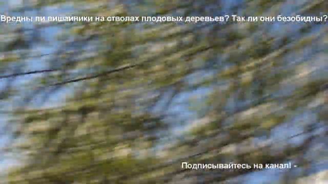 Вредны ли лишайники на стволах плодовых деревьев? Так ли они безобидны? смотреть онлайн