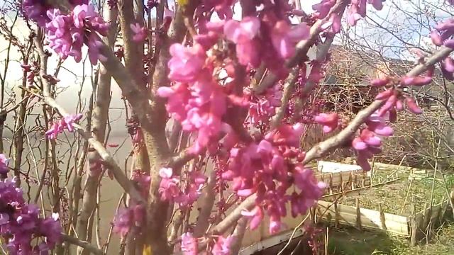 Иудино дерево зацветает. смотреть онлайн