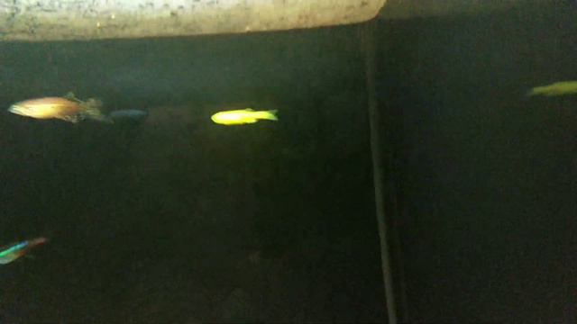 Как я играю с рыбкой? Как плавают мои рыбки? смотреть онлайн