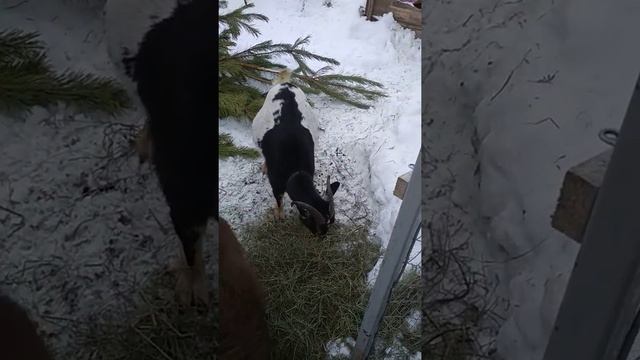 Камерунские козы. Январь 2019г. Питомник "Маленькое чудо" смотреть онлайн