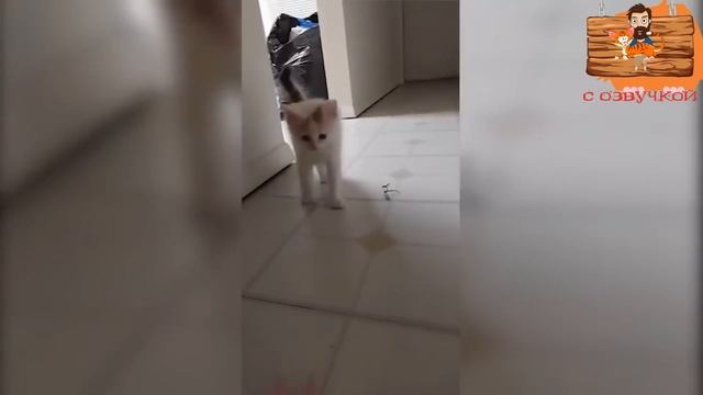 Приколы с котами! Самая смешная ОЗВУЧКА животных 2022! #1 смотреть онлайн