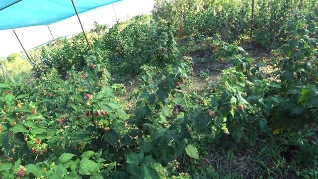 № 35 Малина штамбового типа Евразия, обзор на 24 августа 2022 г. Оренбург смотреть онлайн