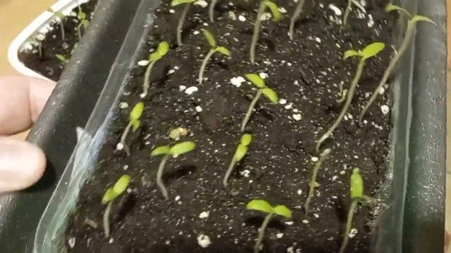 Комнатные томаты - результаты всходов разных сортов. Балконное чудо снова удивляет. смотреть онлайн