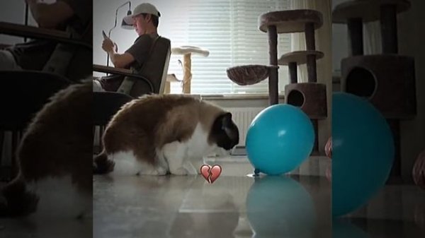 3a7749cb9bf1eacaaa43eeab38577889.mp4