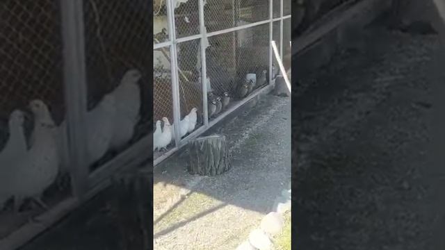 Азиатский кеклик ( Курапатка )